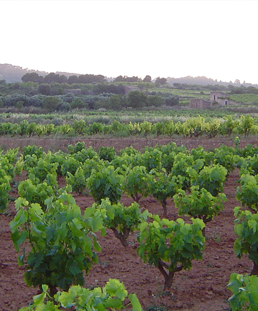 img-doterraalta-carrusel